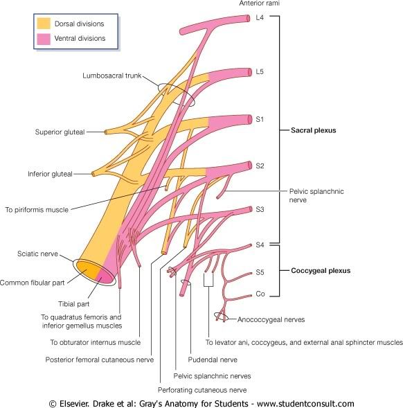 PlexoSacro1.jpg picture by Neonato2009