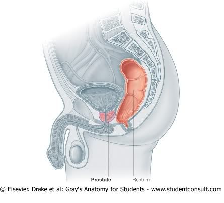 Prostata.jpg picture by Neonato2009
