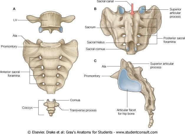 SacroCoccix.jpg picture by Neonato2009