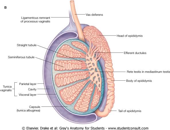 Testiculo.jpg picture by Neonato2009