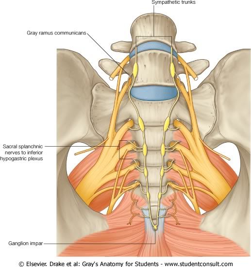 TroncoSimpaticoPelvis.jpg picture by Neonato2009