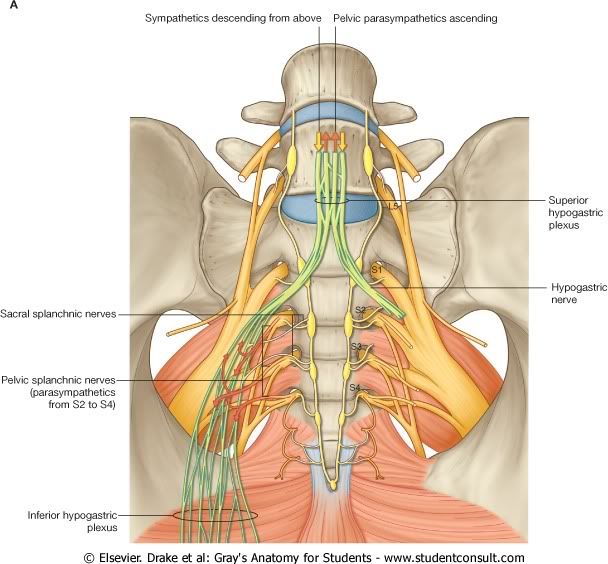 TroncoSimpaticoPelvis1.jpg picture by Neonato2009