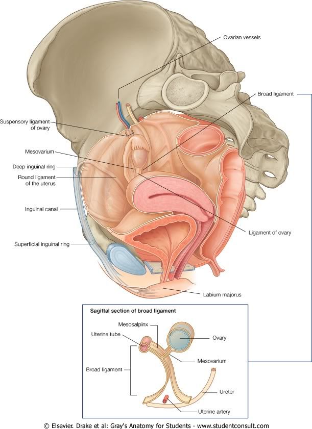 Utero1.jpg picture by Neonato2009