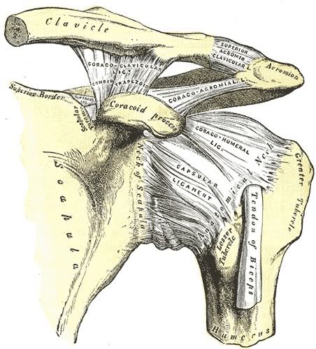 ArtAcromioclavicular.jpg picture by Neonato2009