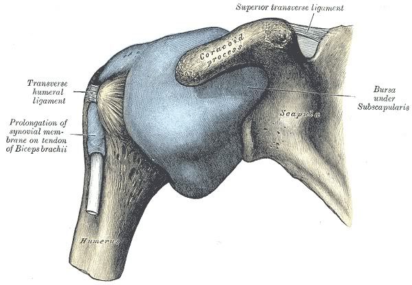 ArtAcromioclavicular1.jpg picture by Neonato2009