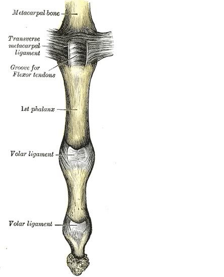 ArtMetacarpoFalange1.jpg picture by Neonato2009