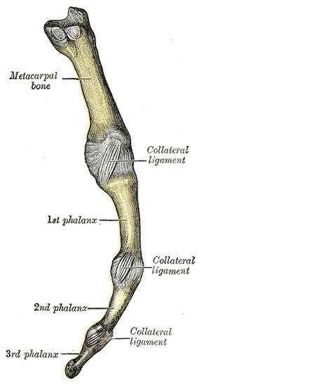 ArtMetacarpoFalange2.jpg picture by Neonato2009
