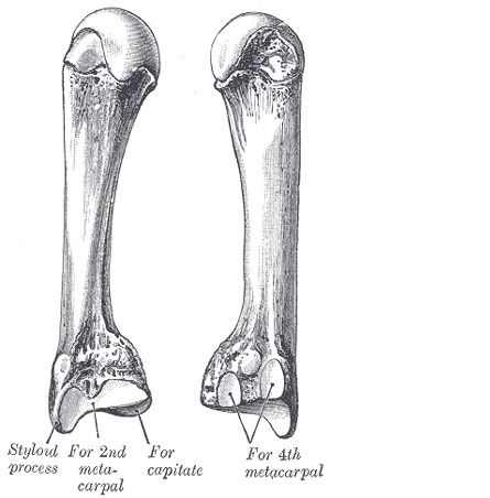 Metacarpianos2.jpg picture by Neonato2009