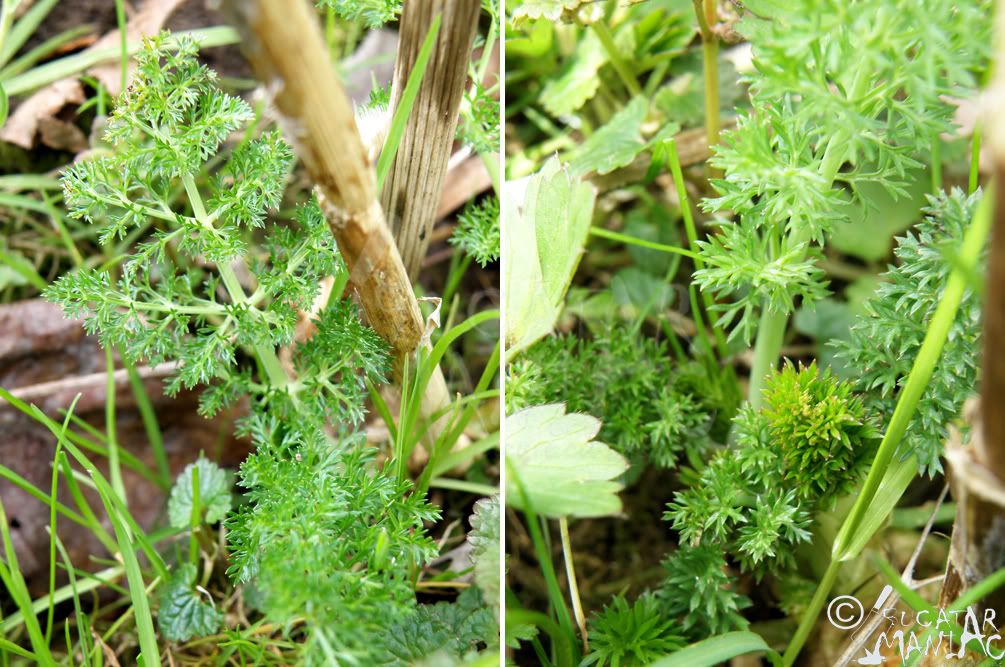 condimente,anason,ghiveci,condimente pe balcon,cultivare anason
