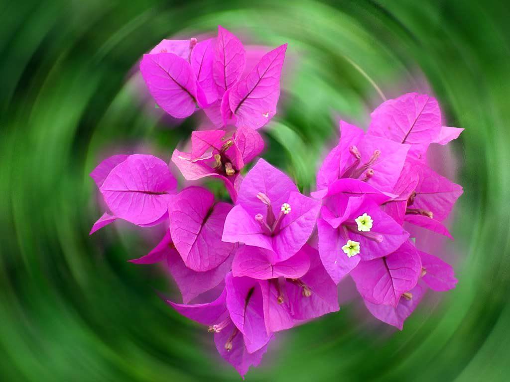 flower love Pictures, Images and Photos
