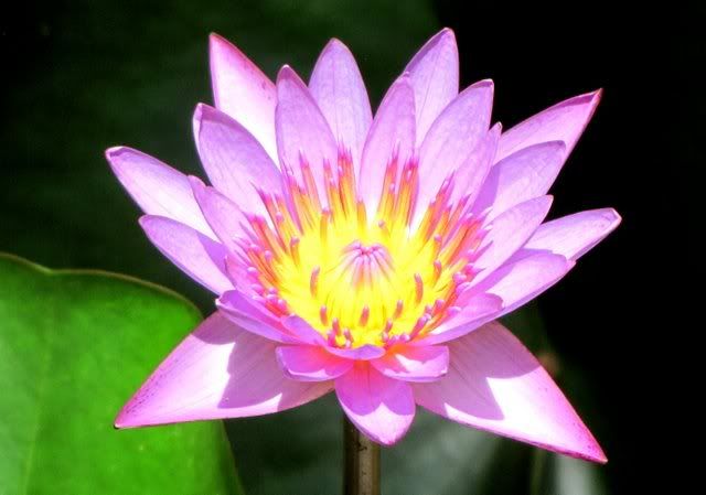 water lily 120810