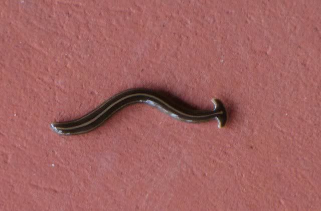 flathead worm 150810