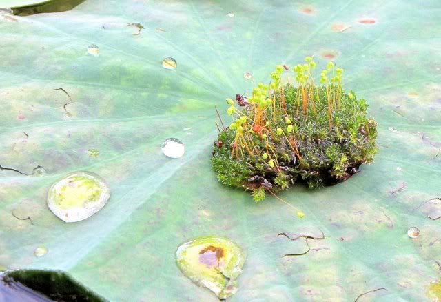 spore on lily leaf 150810