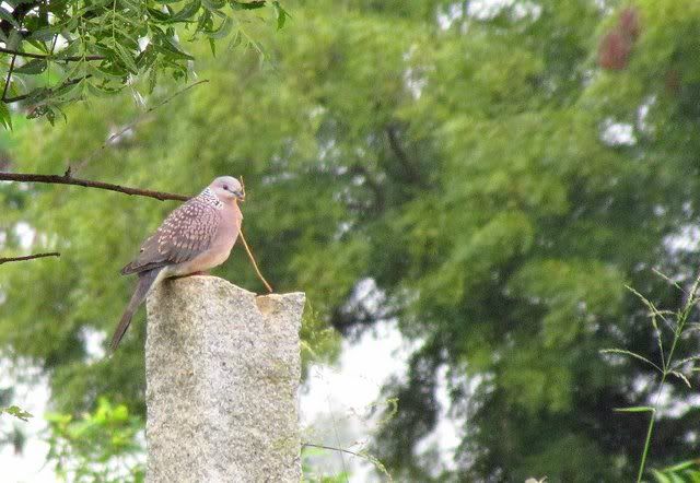 spotted dove with nesting matl 210810