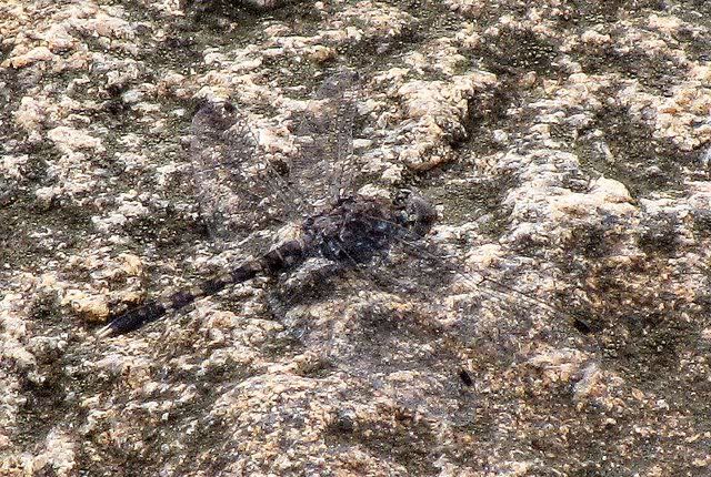 closeup granite ghost ramnagara 220810