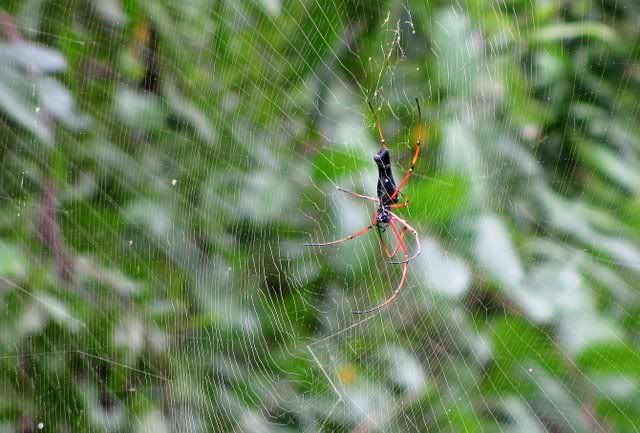 type B red-legged Giant Wood Spider