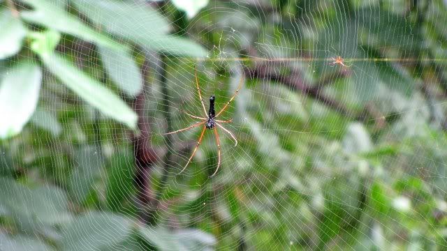 Ramnagara Spider and tiny mate