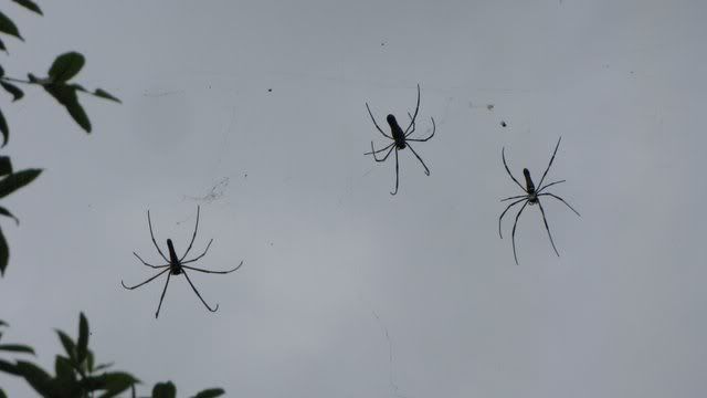 gw spider trio 220810