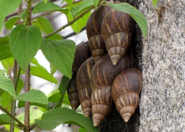 african snails 040910