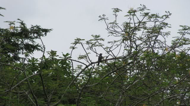 indian cuckoo? 040910