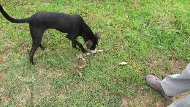 dog eating snake skeleton 080910