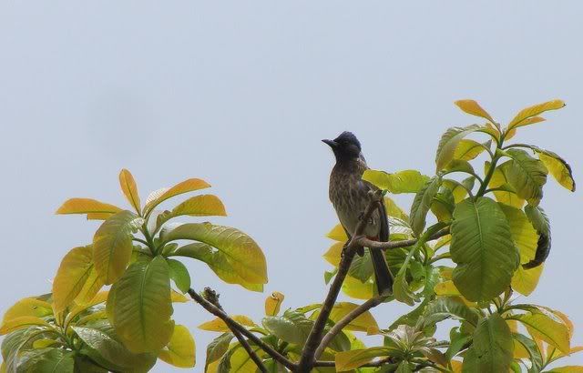 red-vented bulbul 080910
