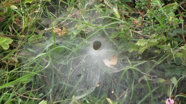 wolf spider nest hosur 080910