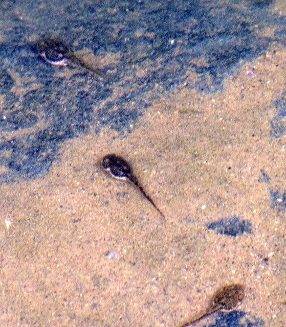 tadpoles in pond 080910