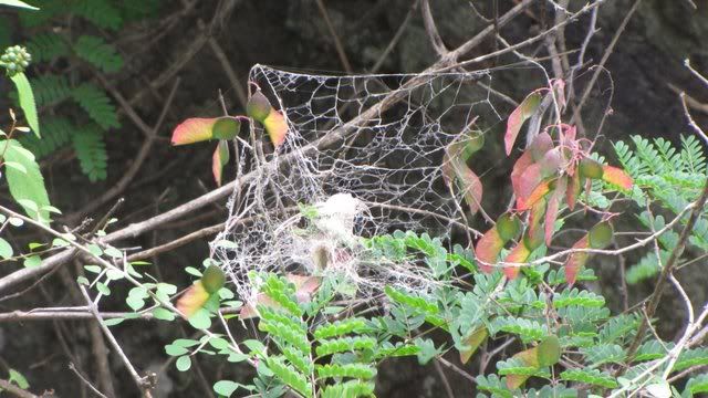 social spider nest 080910