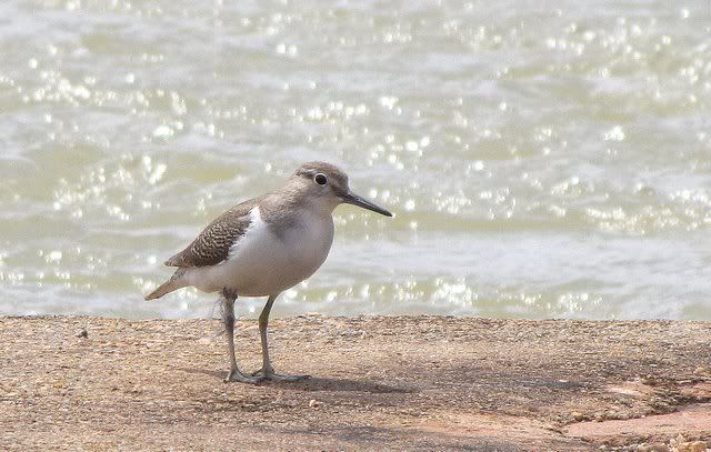 common sandpiper daroji 100910