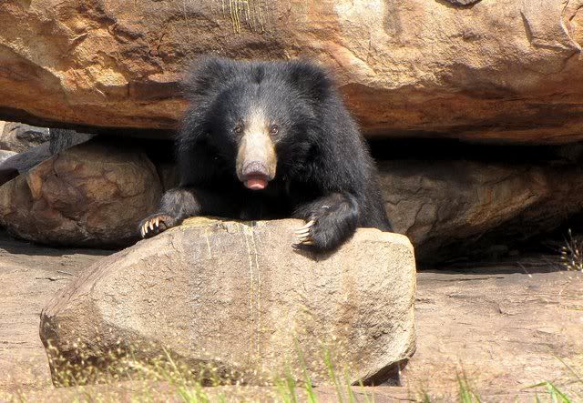 bear on rock 100910