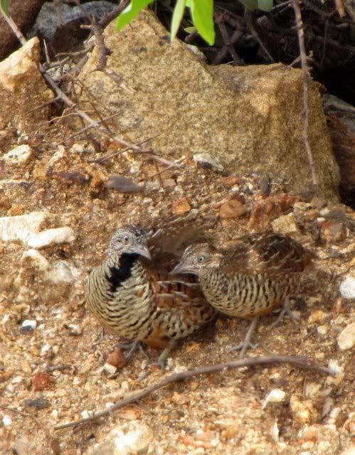 barred button quail couple 110910