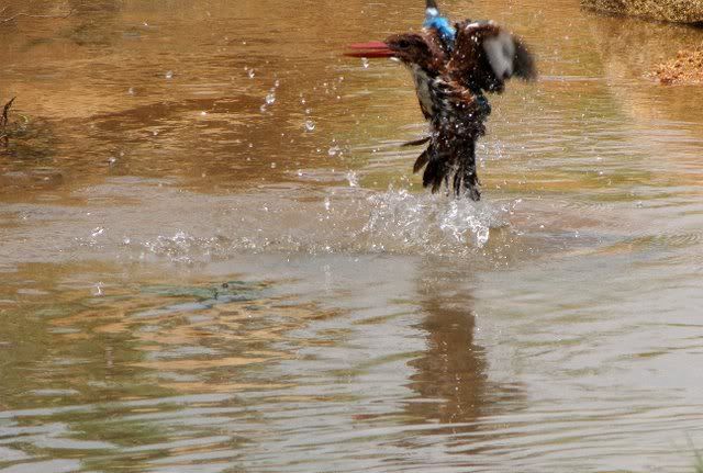 kingfisher fishing 110910