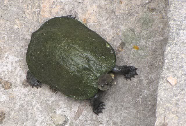 turtle closeup 110910