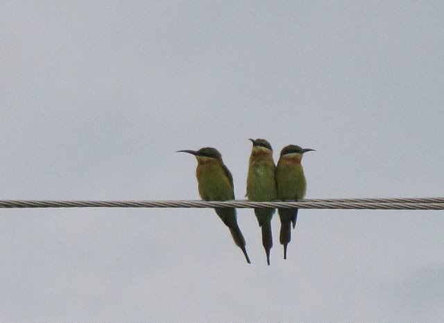 blue-tailed bee-eaters 100910
