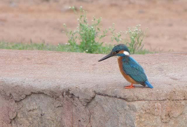 small blue kingfisher daroji 120910