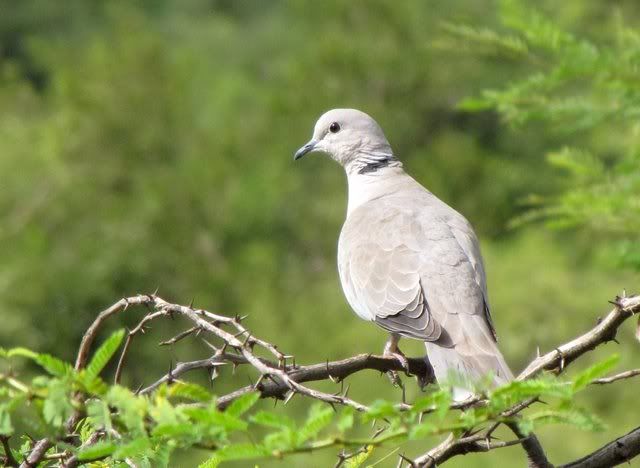 eurasian collared dove 110910 daroji