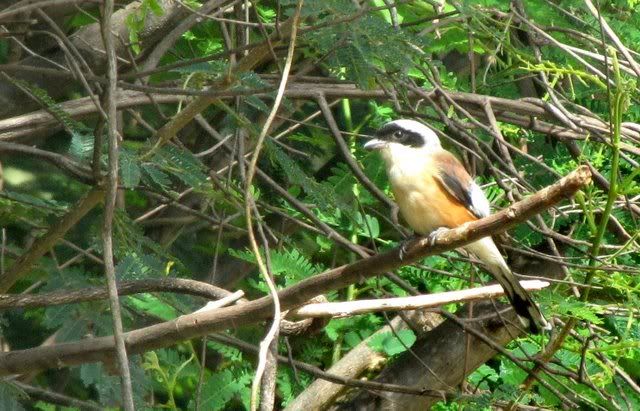 bay-backed shrike 120910