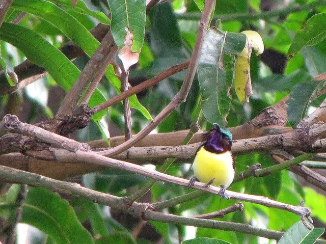 purple-rumped sunbird 120910