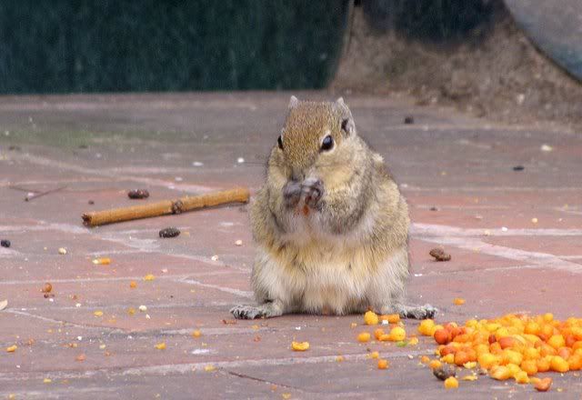 squirrel lalbagh 160910