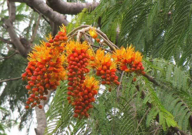 colville's glory lalbagh 160910