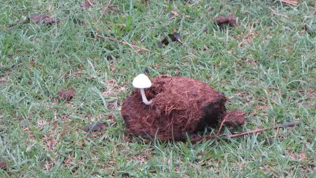 mushroom on elephant dung 220910