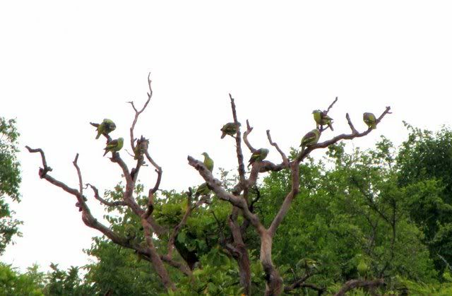 yellow-footed green pigeons 220910