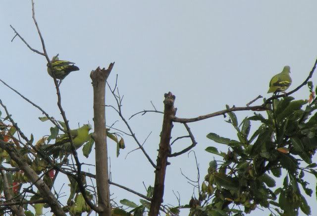 yellow-footed green pigeons 220910