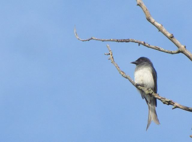 white-bellied drongo 220910
