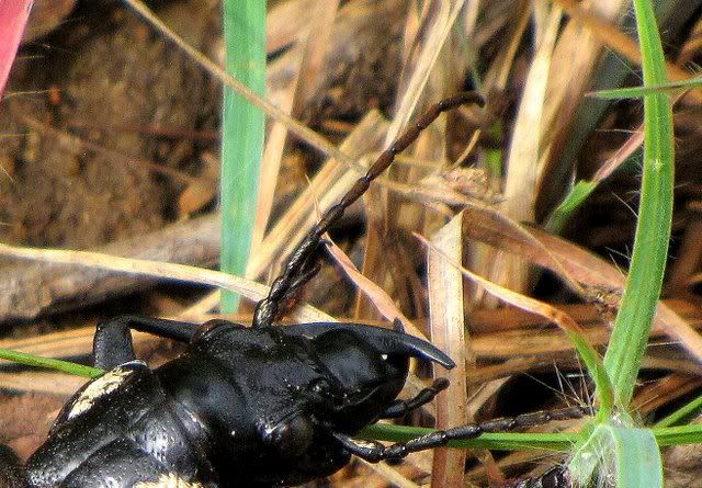 mandibles of 6 spot beetle