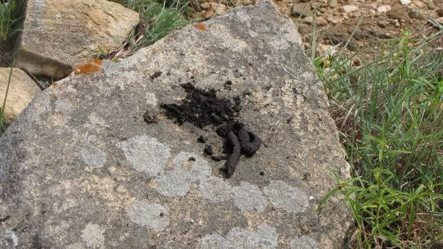 fox scat 220910 bandipur