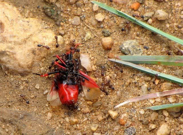 ants on dead insect