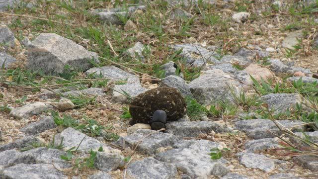 dung beetle 1 220910 bandipur