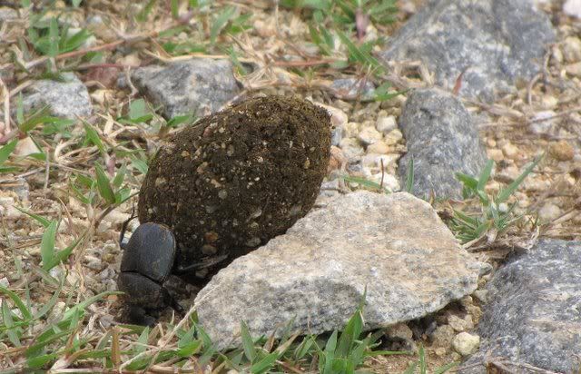 dung beetle 2 220910